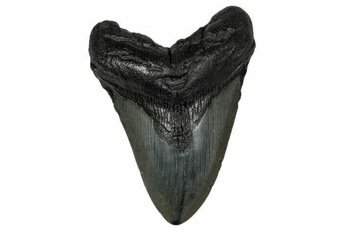 Fossil Megalodon Tooth - South Carolina #340302
